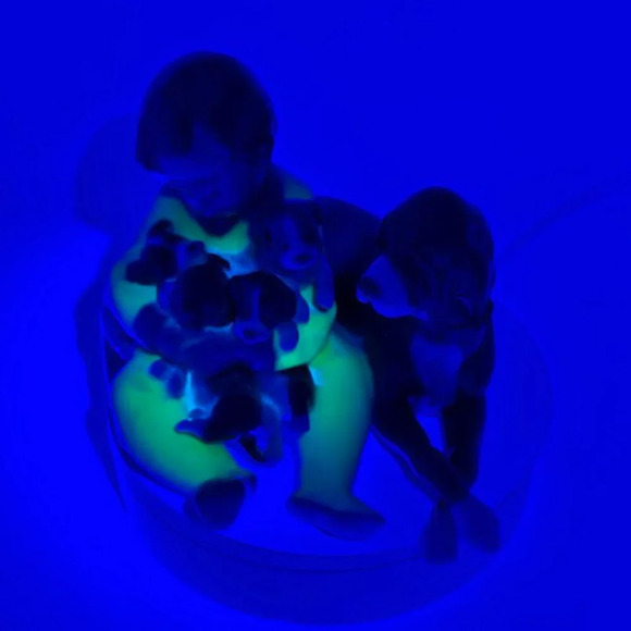 Vintage  Lladro Boy Child With Dog & Puppies Figurine #5456 Porcelain Figurine - Picture 14 of 14